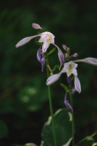 Type of lily Type of lily